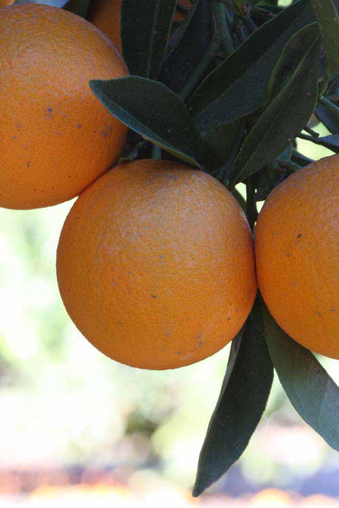            Fruit (Riverside, CA)   